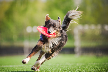border collie dog brings the flying disc