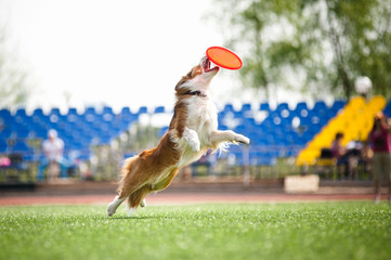 border collie dog catching the flying disc