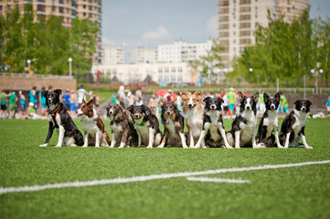 Many border collie dogs together