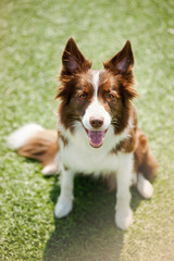 Happy border collie dog
