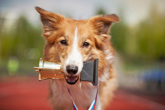 Border Collie Dog Wins