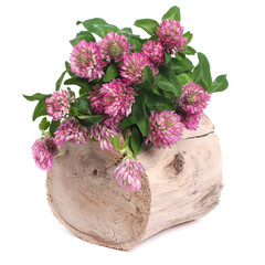 Bouquet of clover on a tree stump isolated on white background