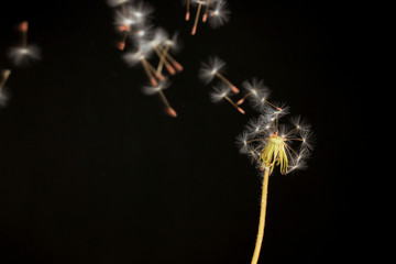 Dandelion and flying seeds on black background