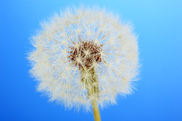 Dandelion with water drops on blue background