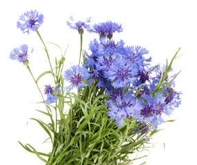 Beautiful bouquet of cornflowers ,isolated on white