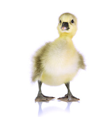 Little duckling isolated on white