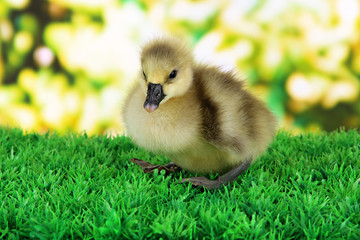 Little duckling on grass on bright background