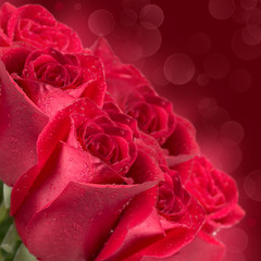 Blooming red roses
