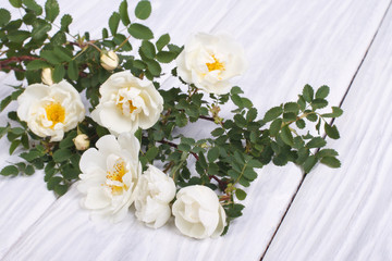 White climbing rose on a wooden table
