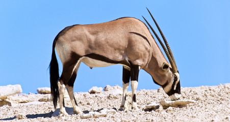 Oryx grazing in the desert