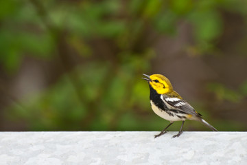 Black-throated Green Warbler