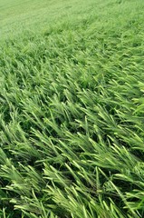 Fototapeta na wymiar Green wheat texture on a grain field in spring