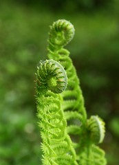 fern fronds