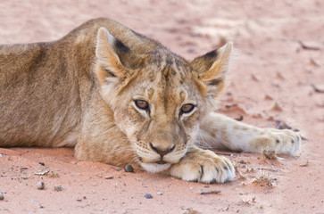 Lion cub lay on brown sand