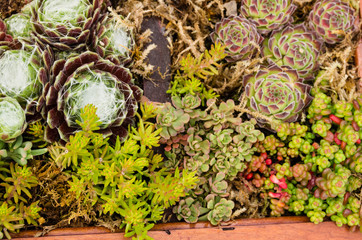 Sedum plants used for green roof applications