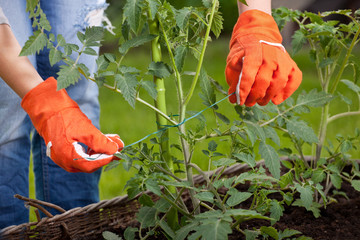 Staking cocktail tomato plants, gardening concept - 52457707