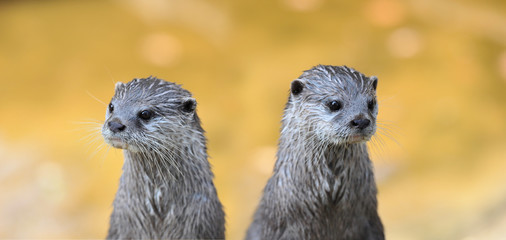 Two vigilant Asian Small-clawed Otter (Aonyx cinerea)