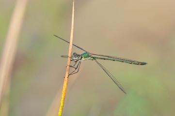 Western Willow Spreadwing on reed (male, Lestes viridis)
