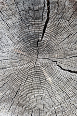 Fototapeta premium the old saw cut logs with tree-ring