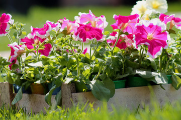 petunia, nature, flower,