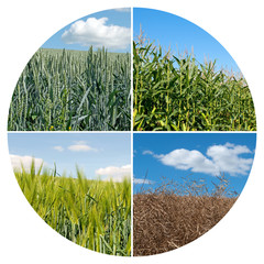 Landwirtschaft - Nutzpflanzen