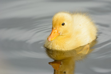 Cute ducklings at water edge