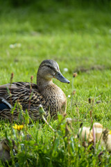 Duck with cute ducklings at water edge