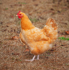 Orange hen