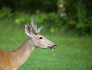 Deer profile
