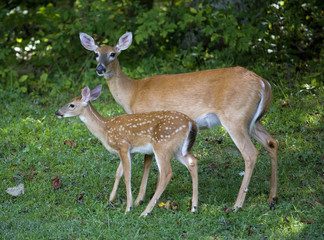 Naklejka na ściany i meble Morning stroll with a doe whitetail deer and her fawn still with white spots