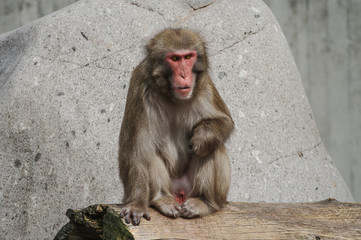 Rhesus macaque