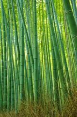 BAMBOO youngling 若い竹林