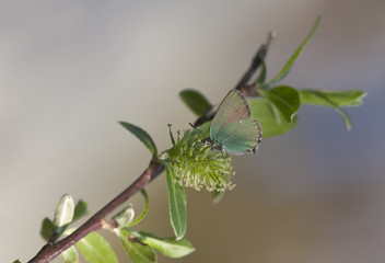 Green Hairstreak (Callophrys rubi)