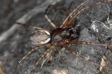 Hunting spider on wood, macro photo