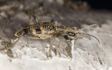 Blackspotted pliers support beetle (Rhagium mordax)