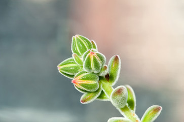 Buds in spring