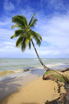 Leaning palm tree at Las Terrenas beach, Samana peninsula