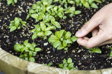 New Basil Plant coming to life