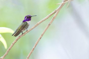 Hummingbird