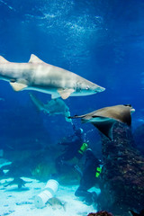 Divers with sand tiger shark (Carcharias taurus)