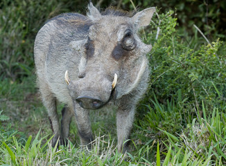 Warthog looking sideways
