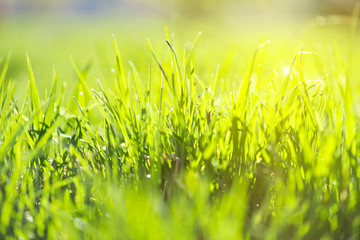 green summer grass and sun