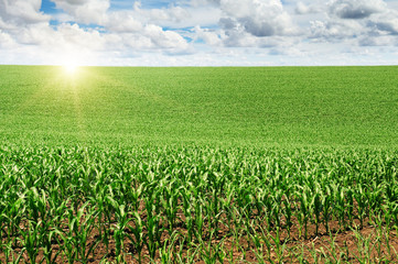 Fototapeta na wymiar sunrise over the corn field