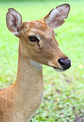 Alerted antelope