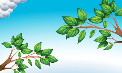 Naklejka premium The green leaves and the clear blue sky