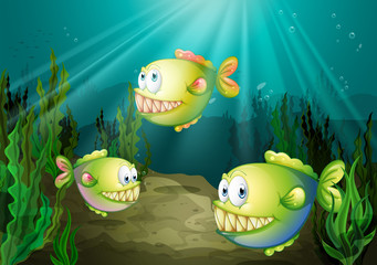 Obraz na płótnie Canvas Three piranhas under the sea with seaweeds