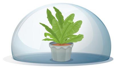 A plant inside the circular glass