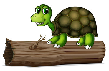 A turtle above the wood