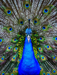 Naklejka premium Showing male peacock