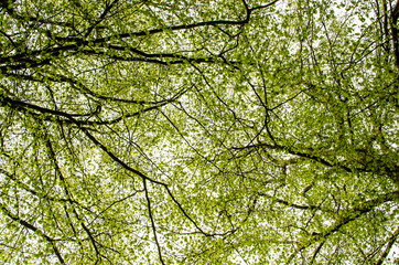 Fototapeta premium Beech foliage
